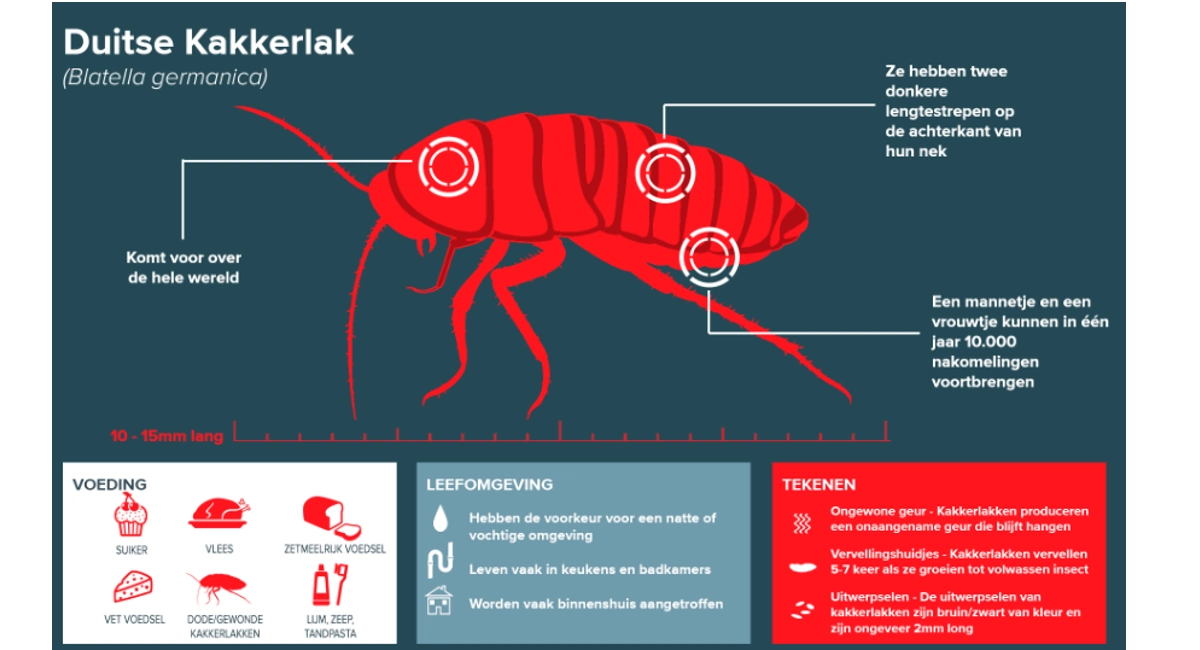 Duitse Kakkerlak feiten