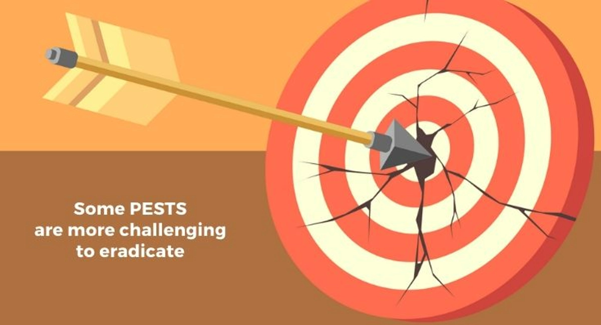 Debugged Blog Which Are The Challenging Pests to Eradicate