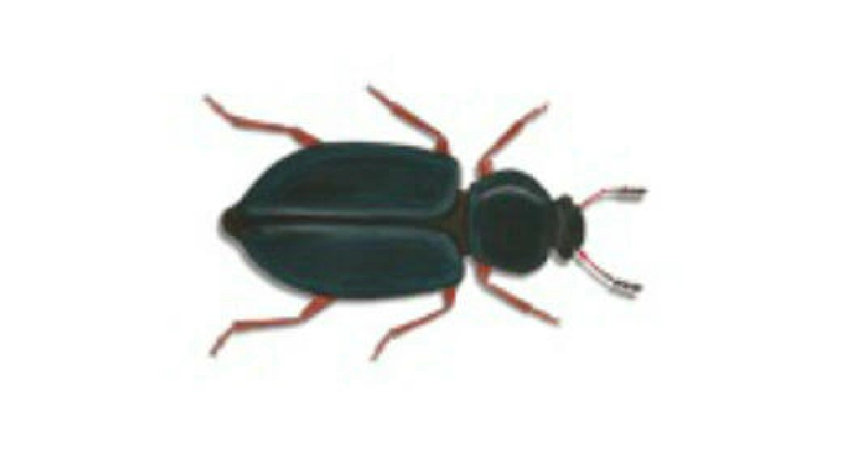 steel blue beetle