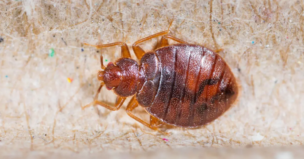Bed Bug