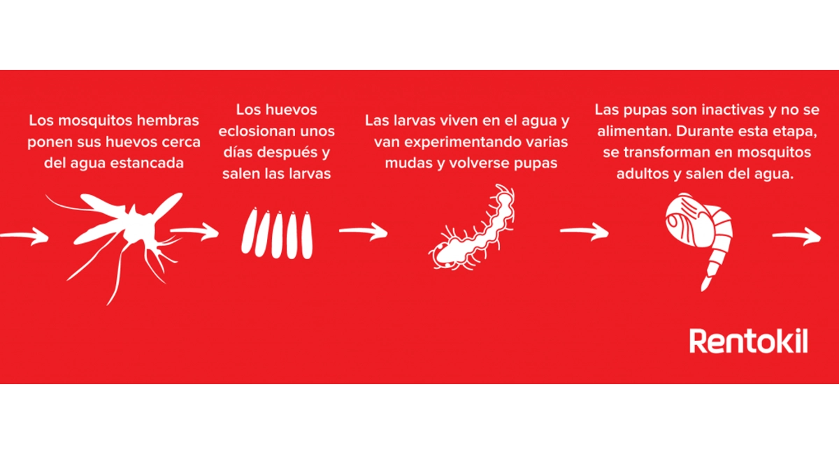 Cuarto mito: Los mosquitos mueren después de picar