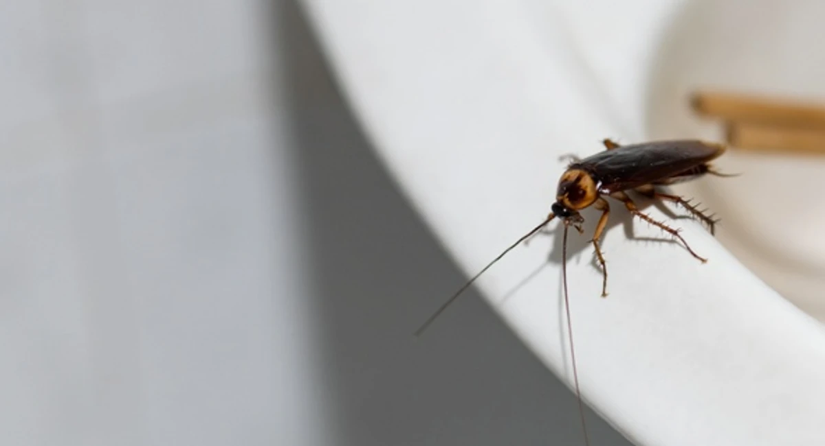 cucarachas contagian enfermedades