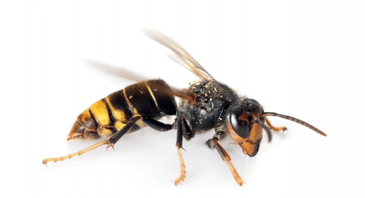 Frelon asiatique - Vespa velutina
