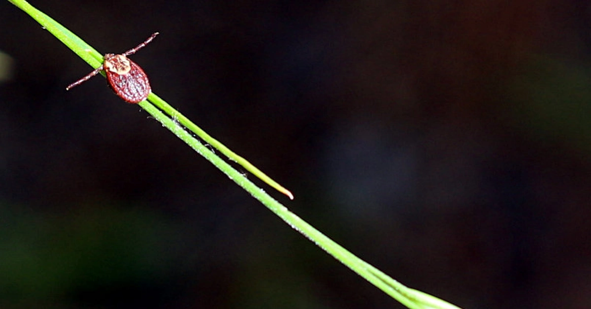 Garrapatas - Habitat