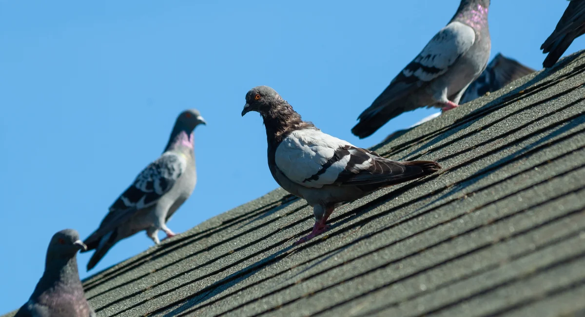 Grupo de palomas apoyadas en un tejado inclinado