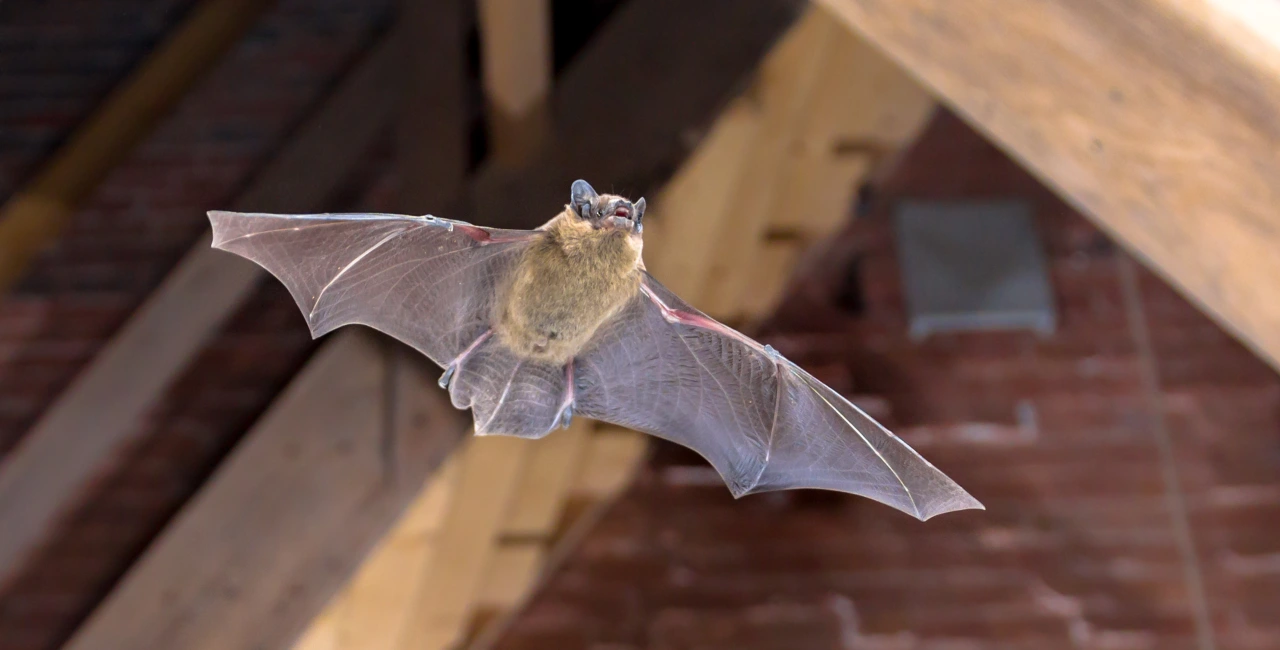 bats