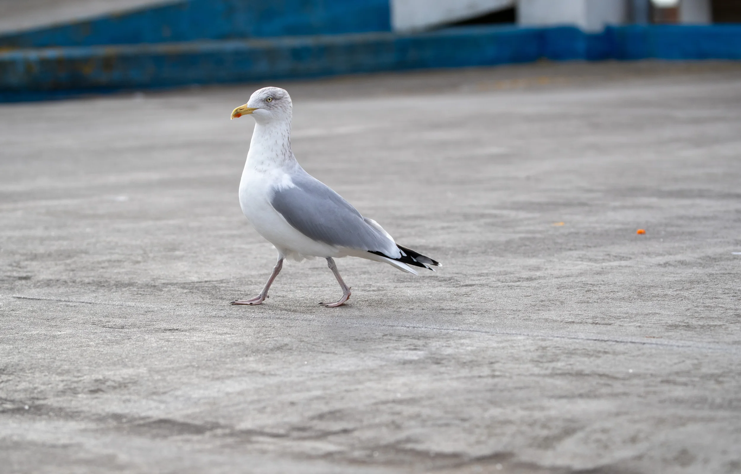 gaviotas