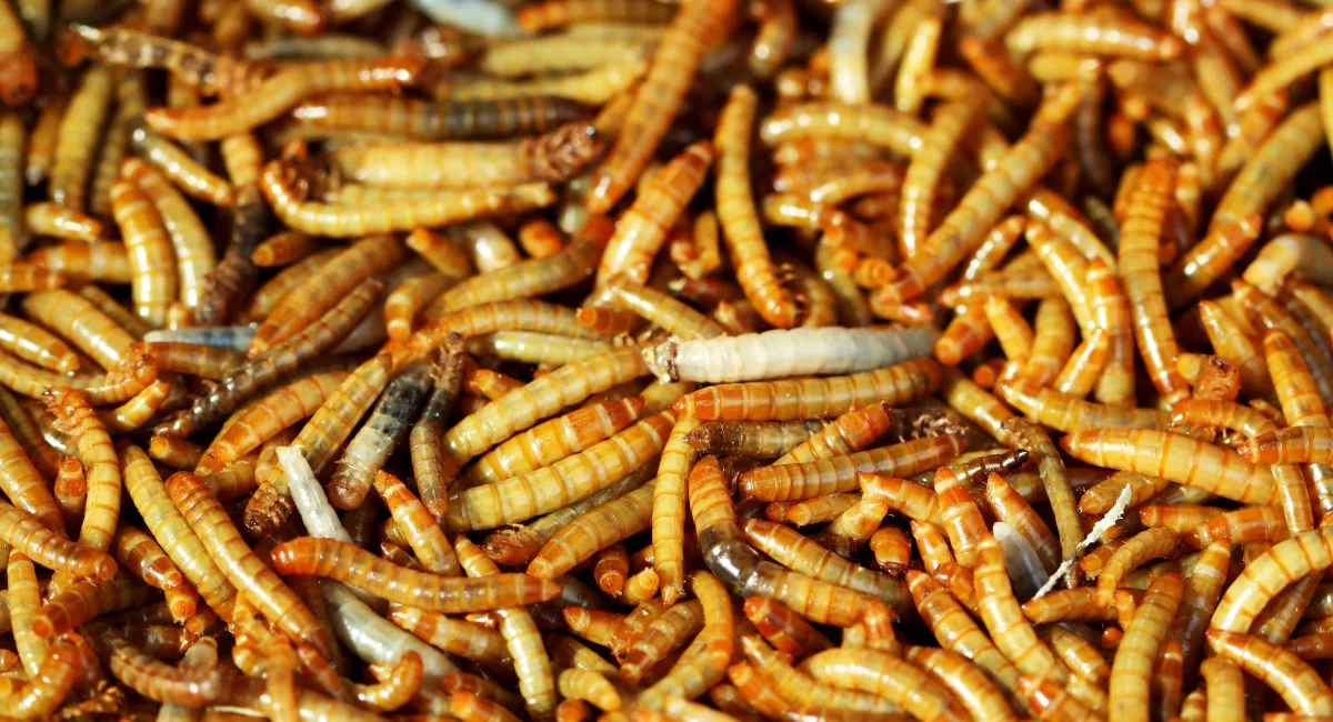 yellow-mealworm