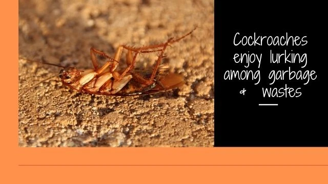 Cockroaches are known as Pest of Poor Hygiene