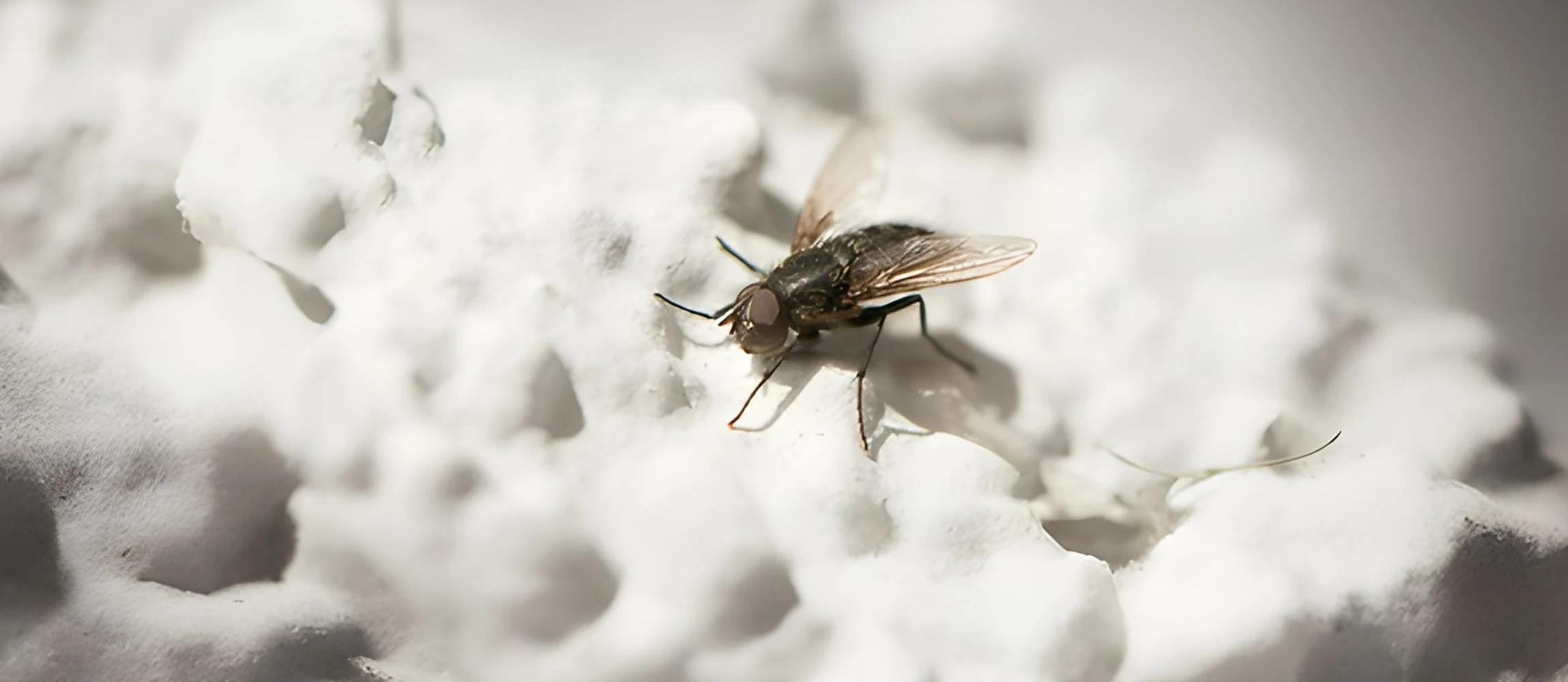 Musca domestica