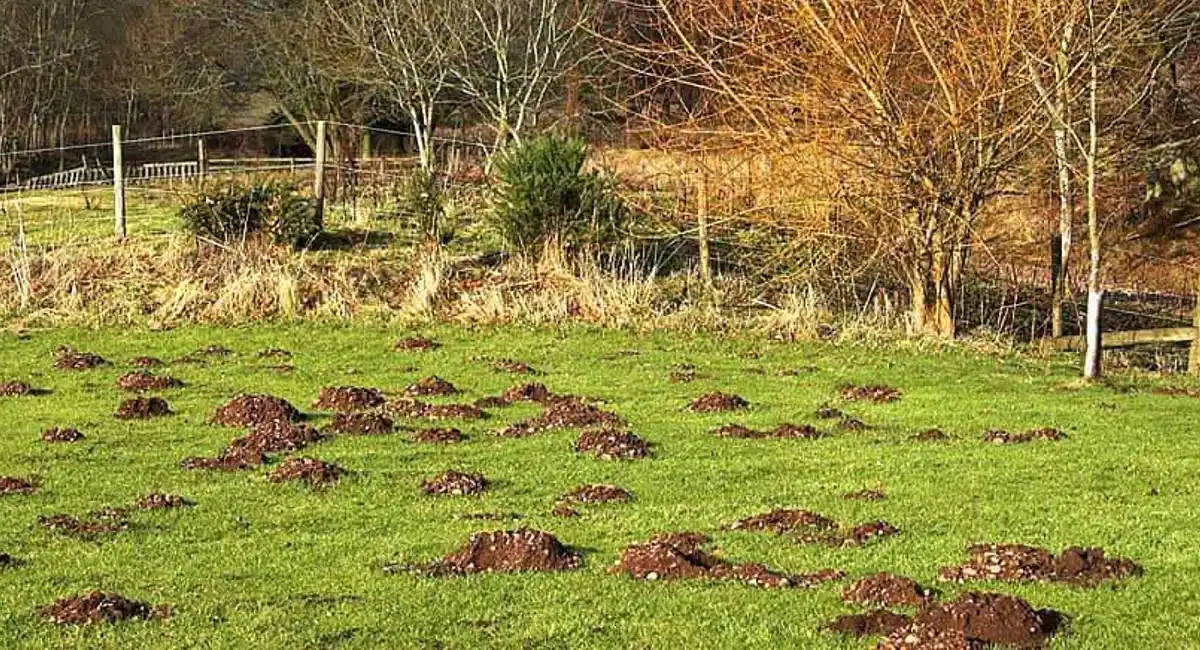Campo com diversos ninhos de formigas