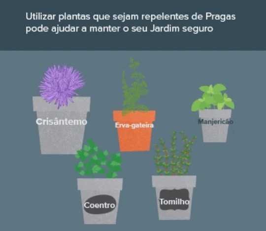 plantas repelentes de insectos