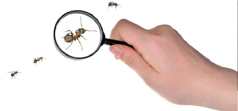 Common ant species you can observe in Hong Kong