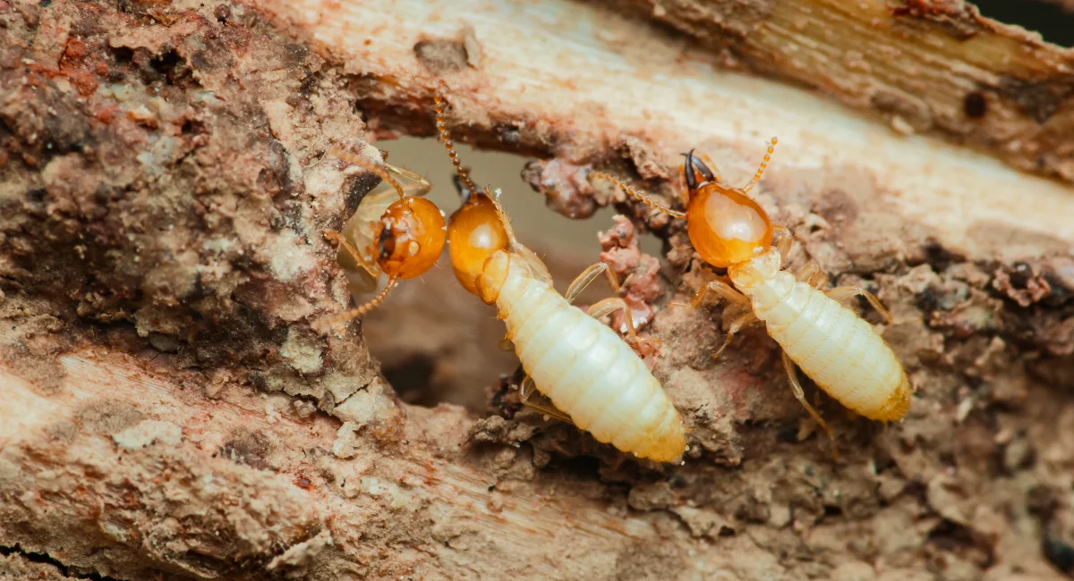 termites