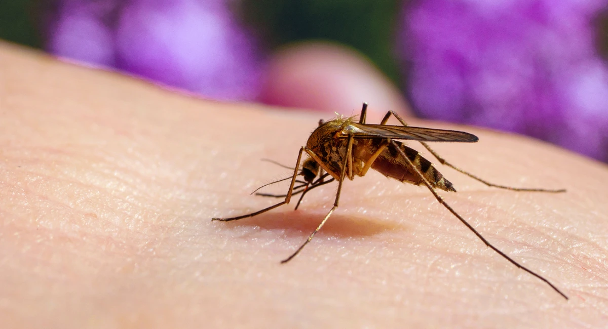 Mosquito