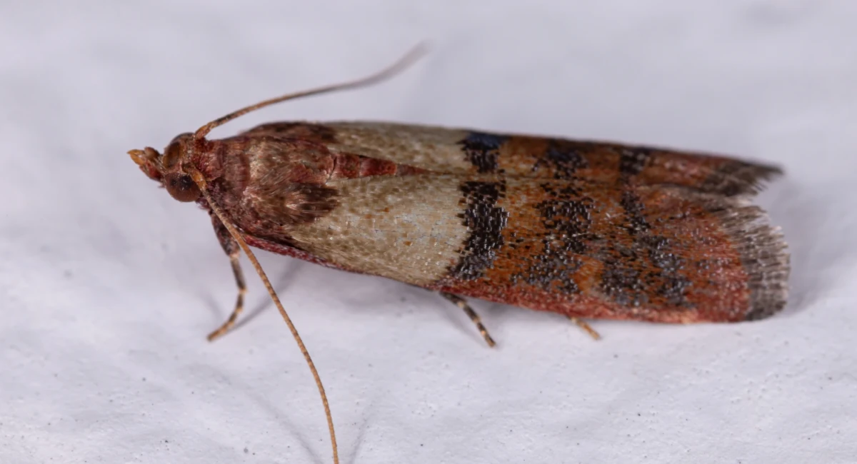 Plodia interpunctella