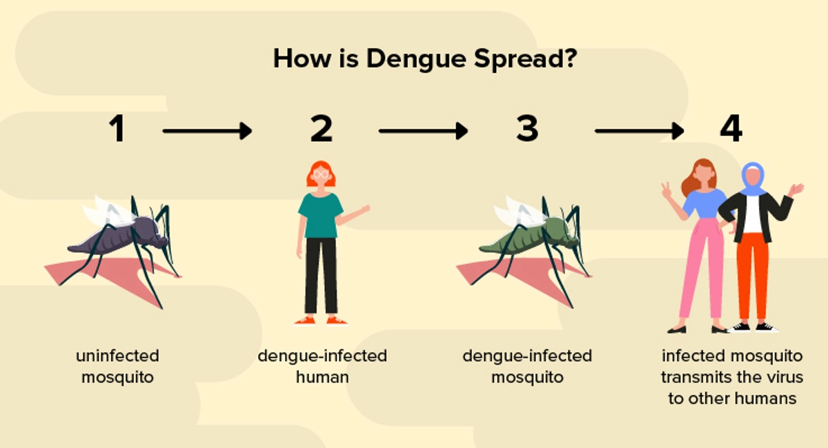 How is dengue spread
