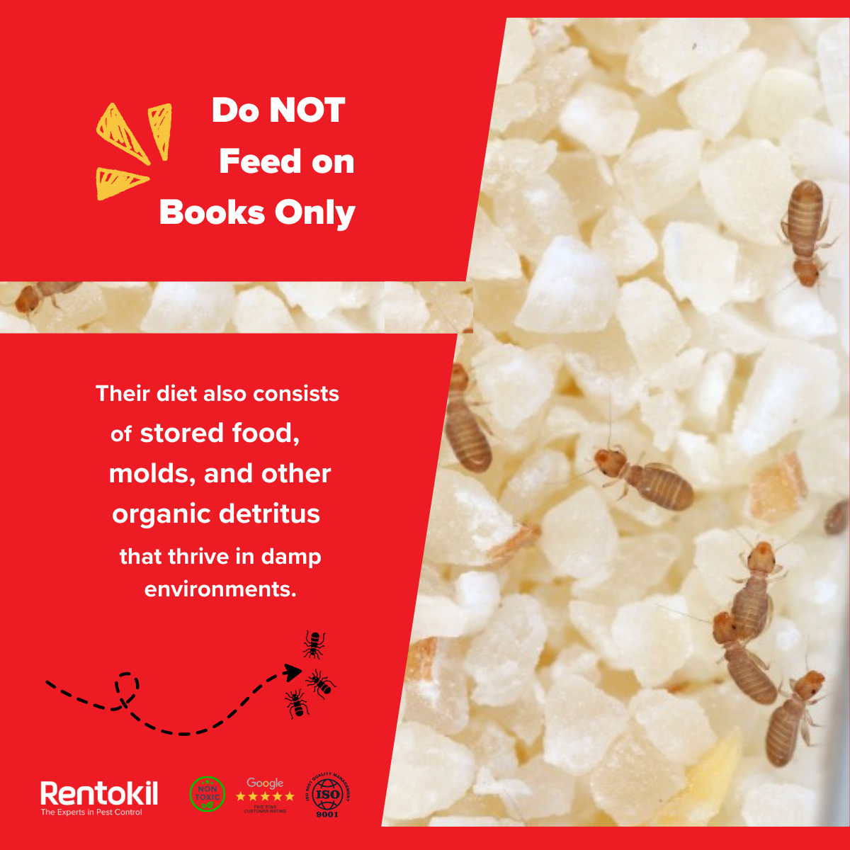 These pests feed on mold, fungi, and organic matter.