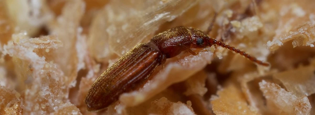 Flat grain beetle (Cryptolestes Ferrugineus)