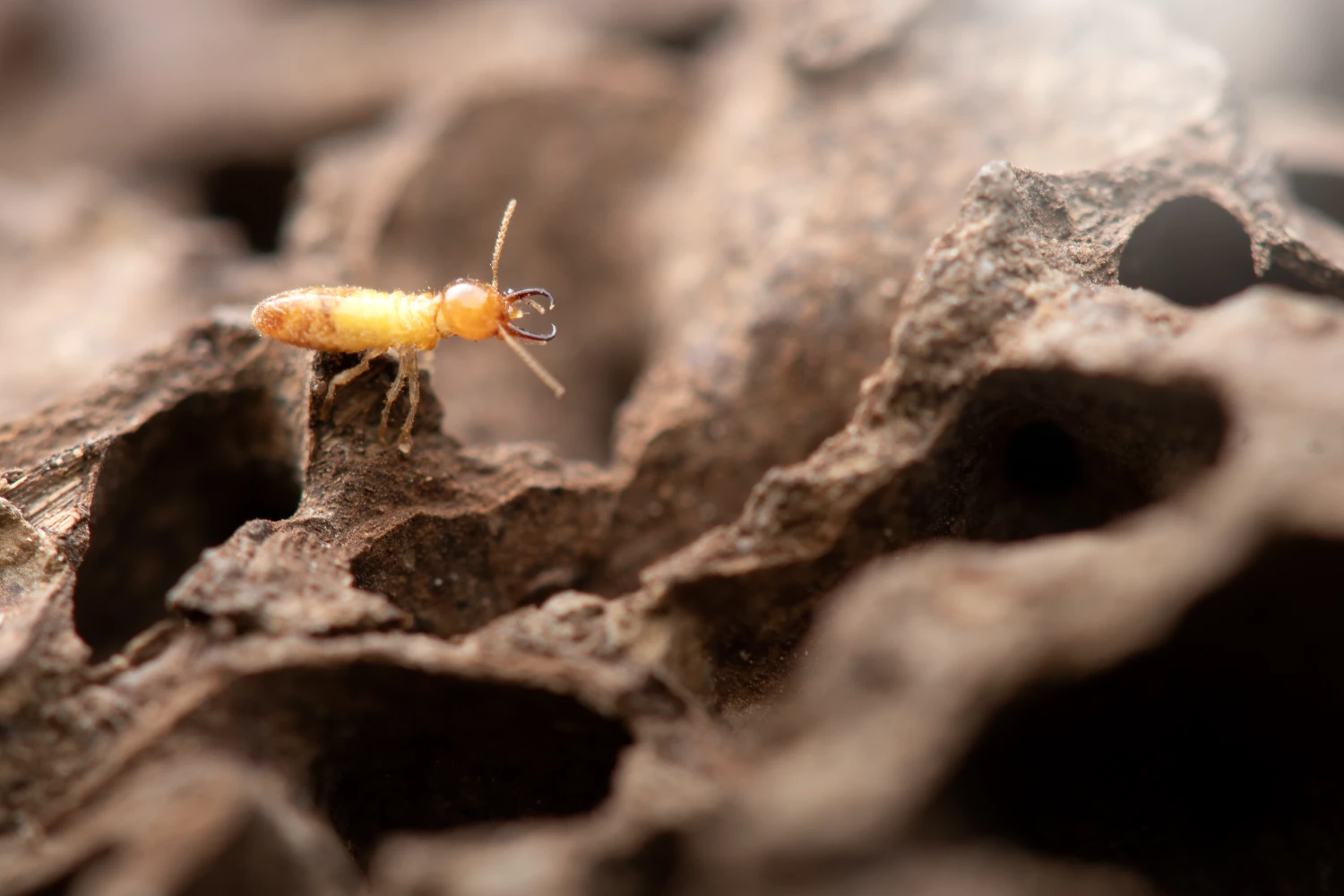 termite