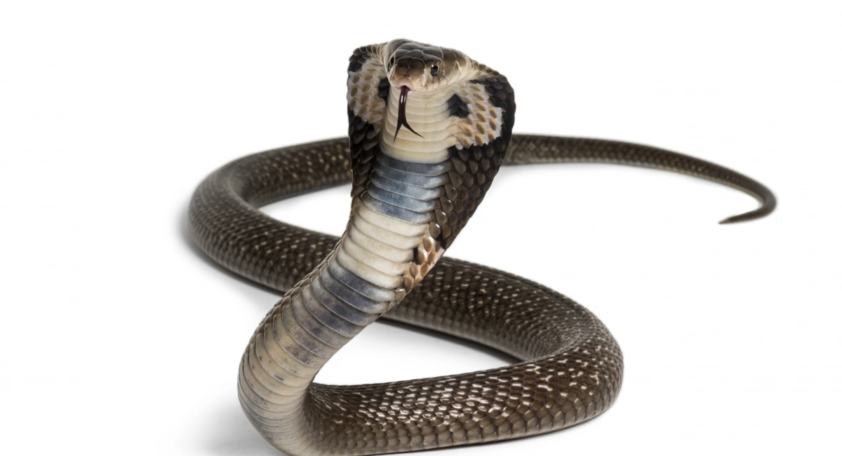 Cobra