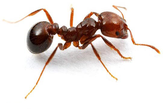 Fire ant