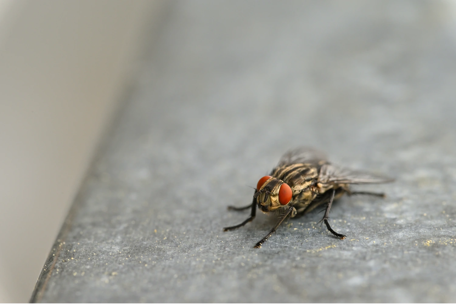 Stubenfliege allein