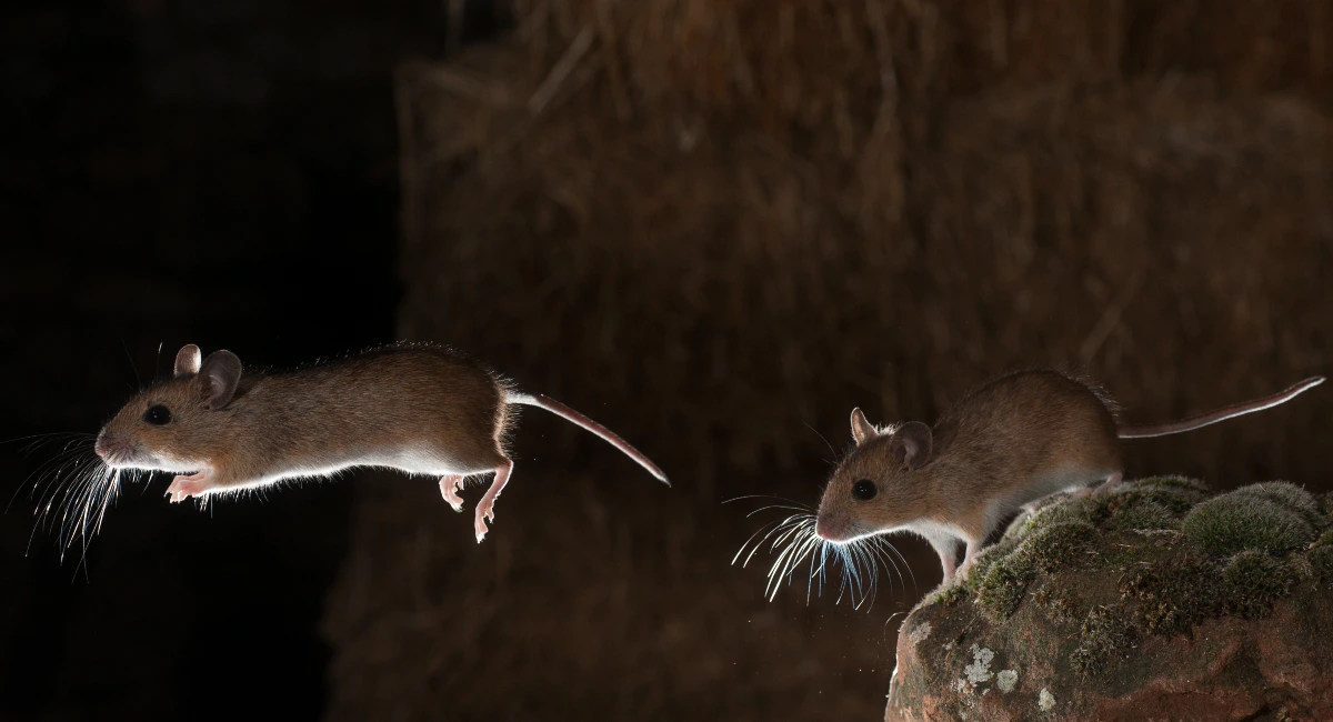 gambar binatang tikus