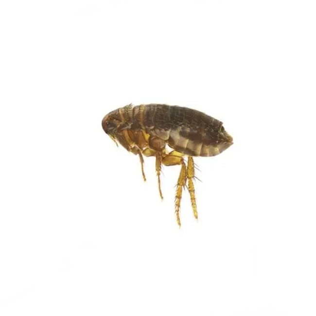 What do fleas look like?