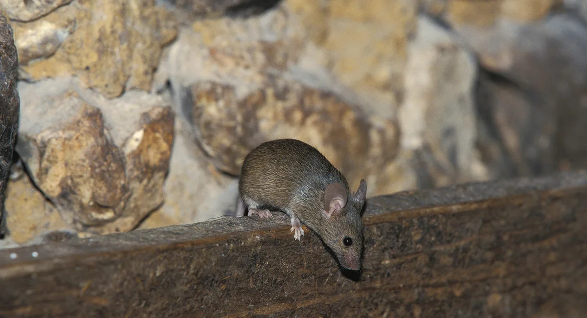 ratten en muizen veroorzaken stalbranden door hun geknaag aan kabels