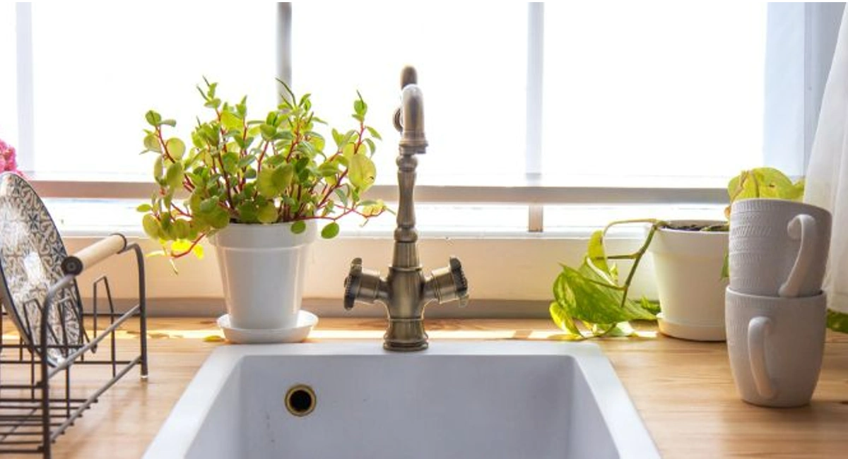 Home Remedies for Cockroach Clean Kitchen Sinks Minimise Cockroaches