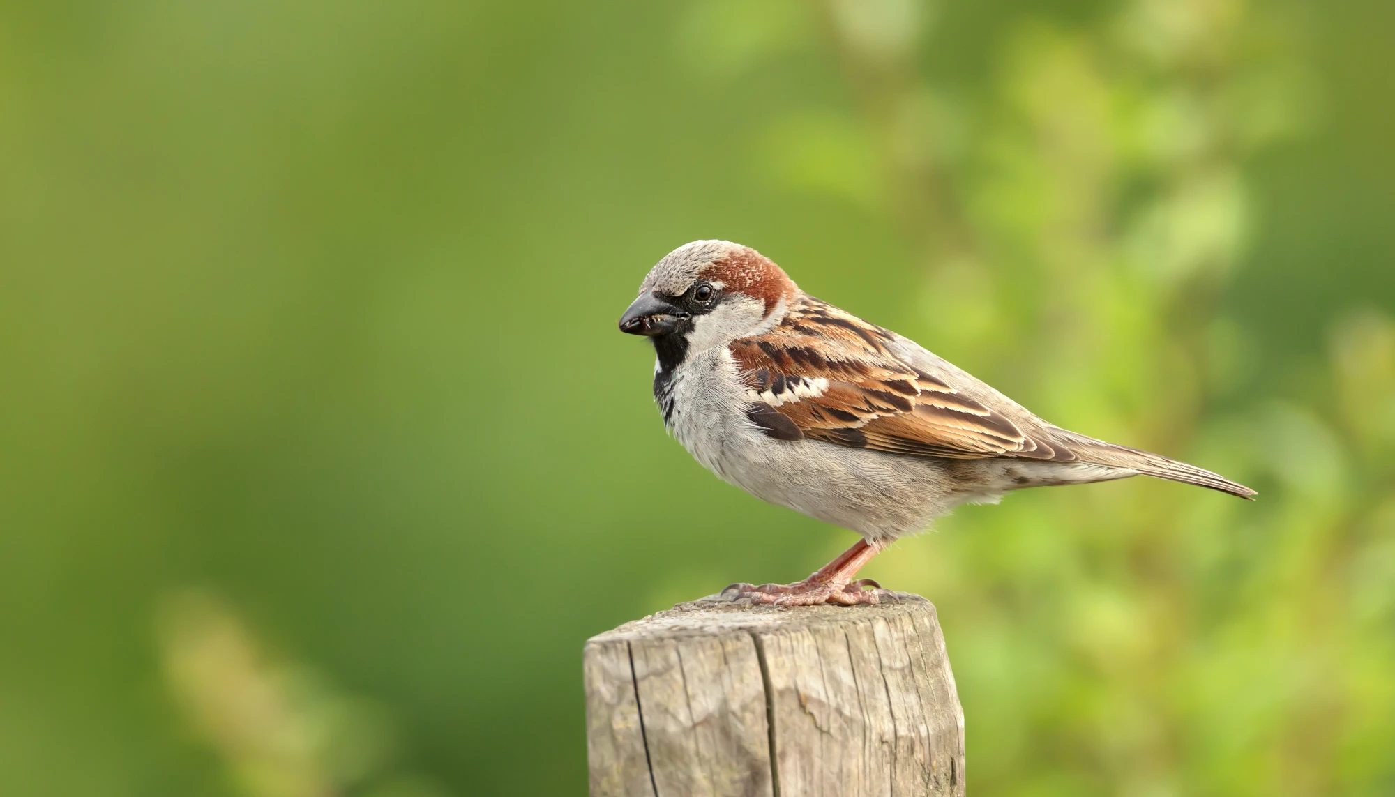 Moineau domestique
