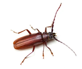 Escarabajo aplastado del grano
