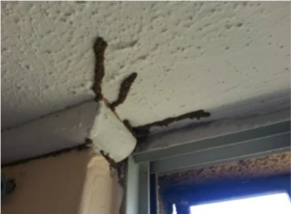 termites-on-damaged-wood
