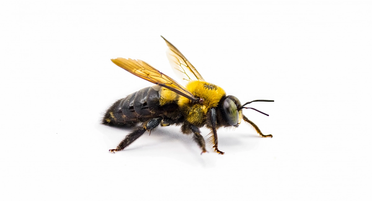 Carpenter Bee