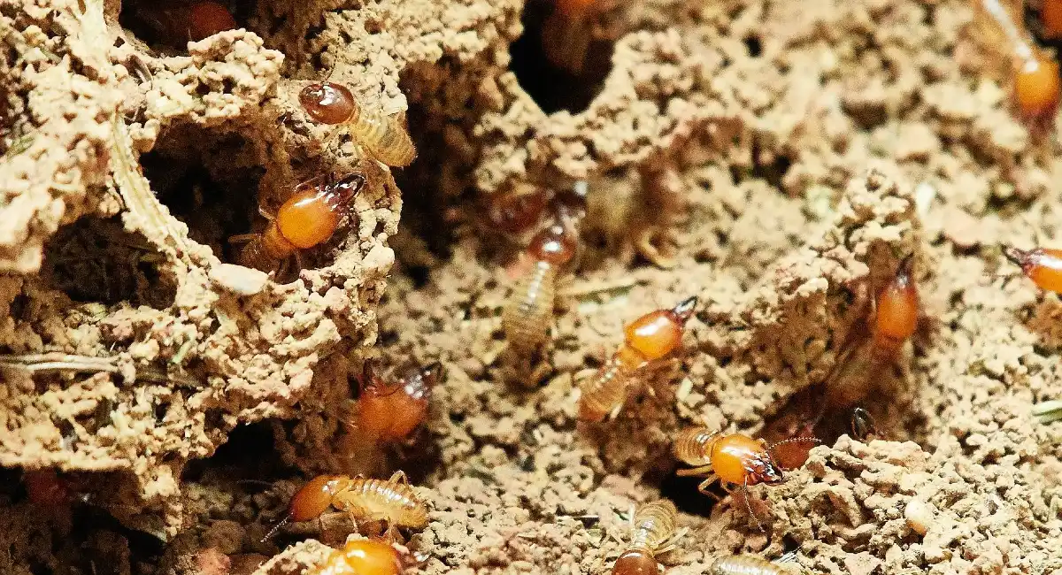 Pest challenges termite infestation