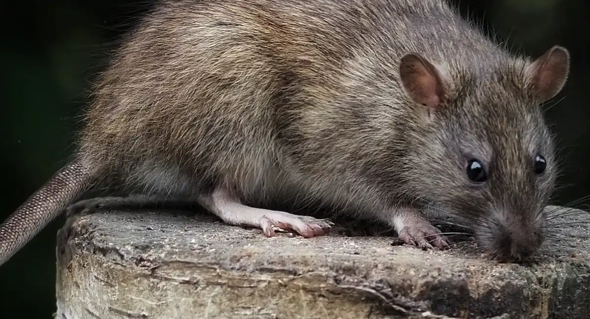 Brown rat