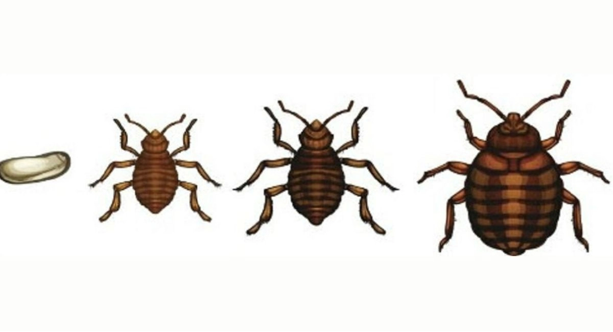 Bed Bug Life Cycle