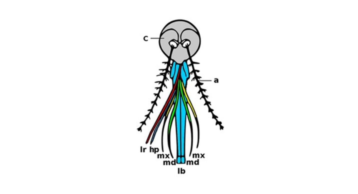 mosquito infographic