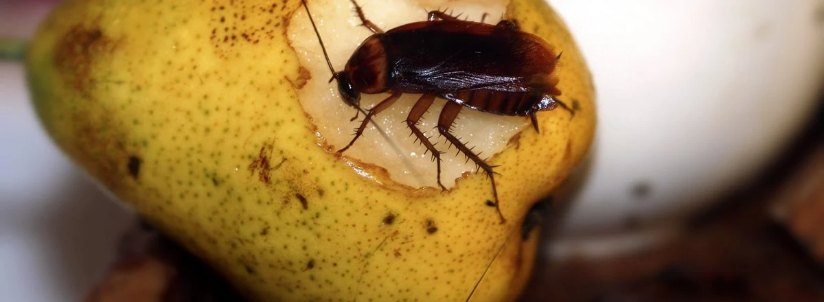 Cockroach eating pear