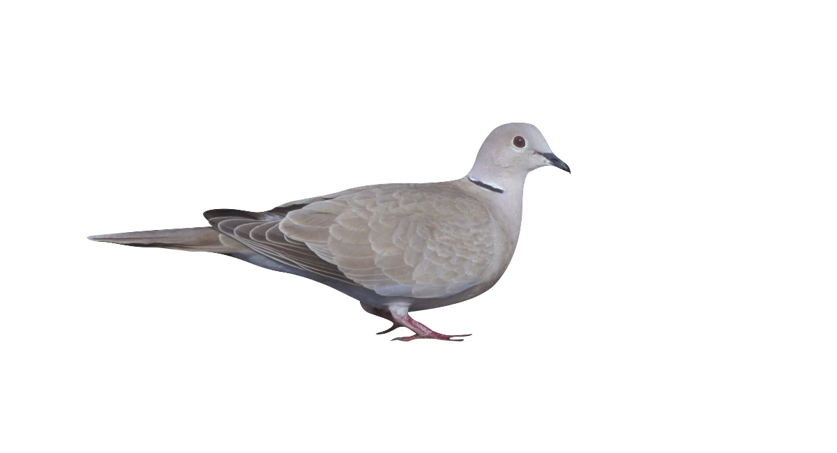 Berkerah Dove
