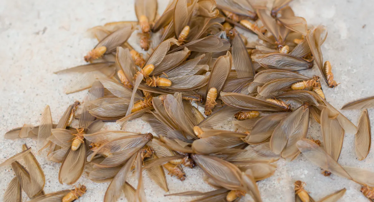 Flying termites