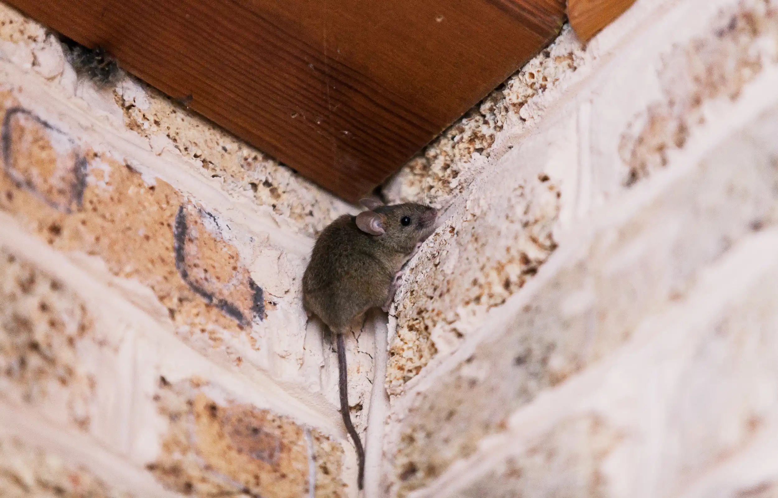 rodents