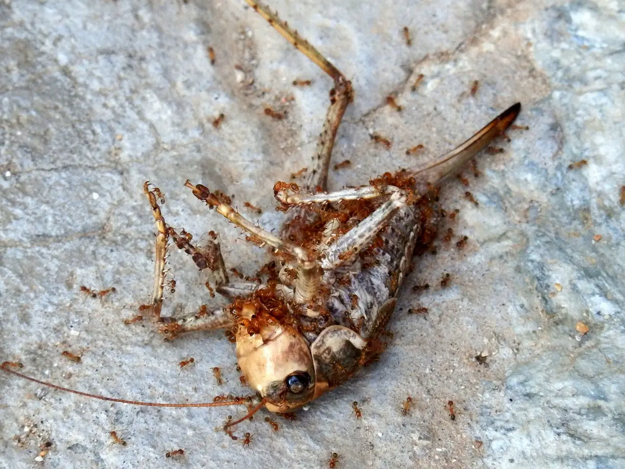 Gambar semut makan serangga mati