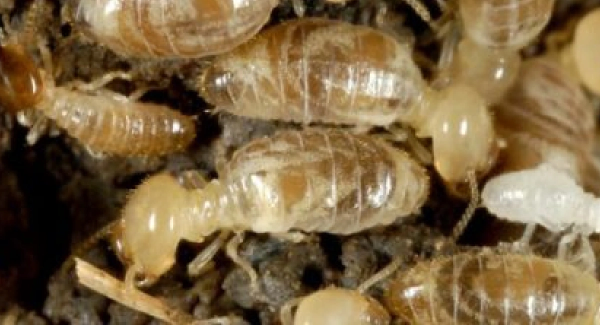 Termite white