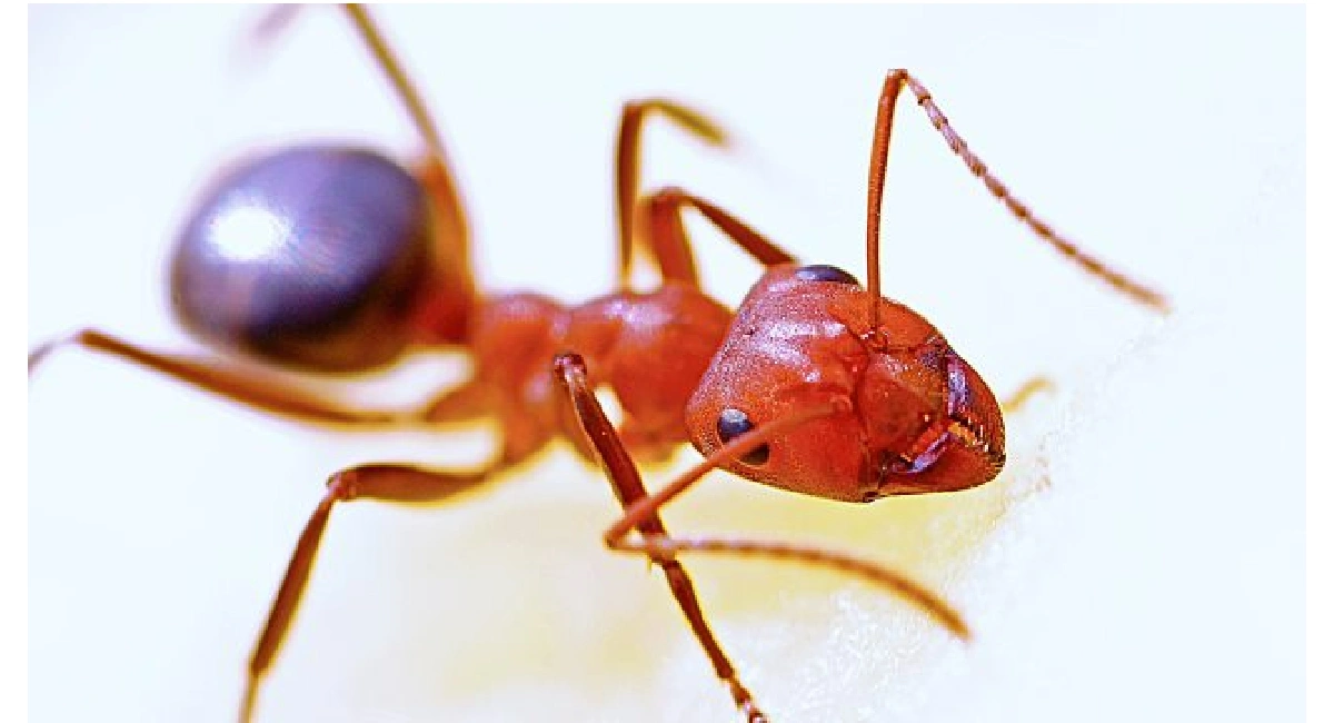 ant