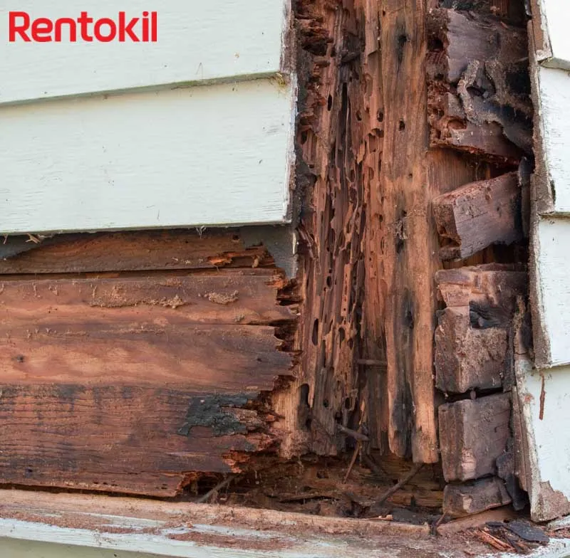 termite destroys