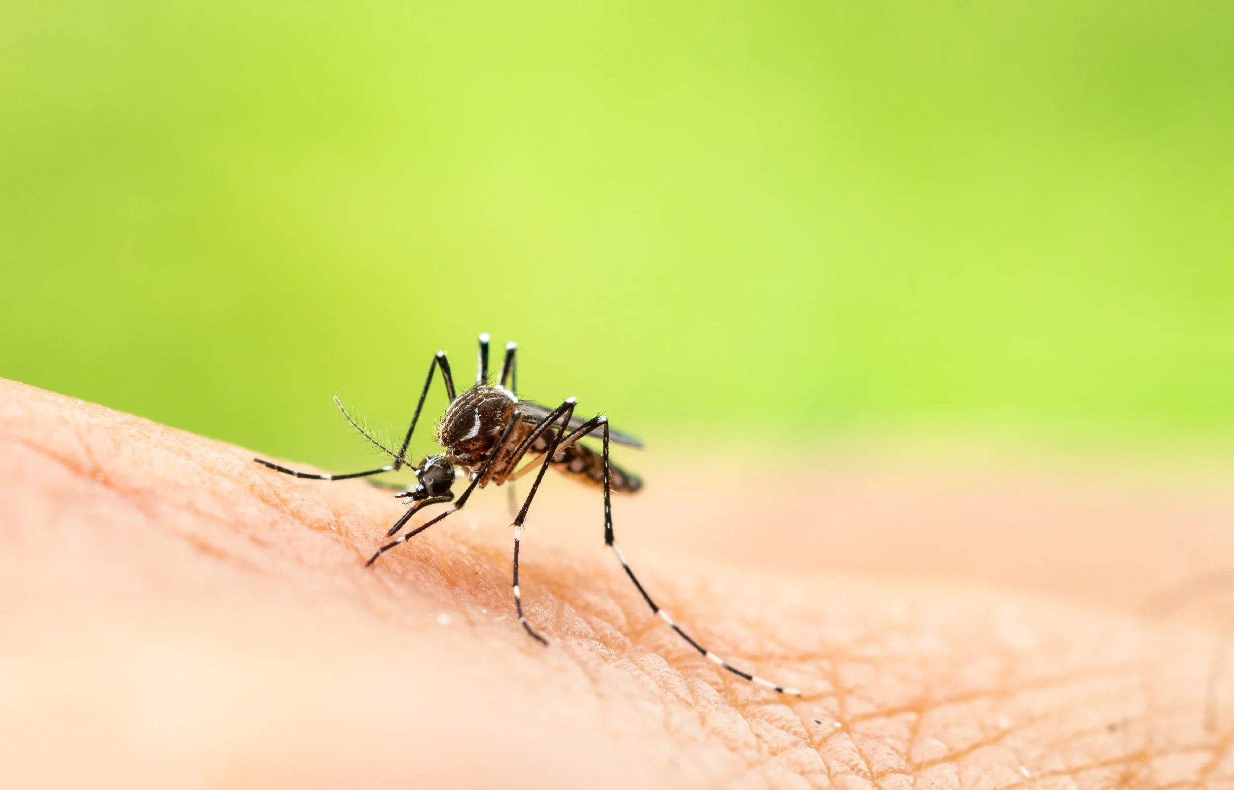 mosquito