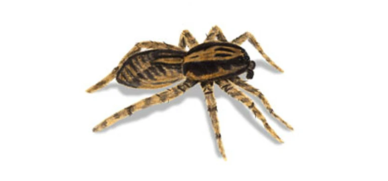 Brown Recluse spider