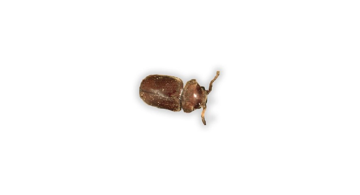 Sigara Böceği